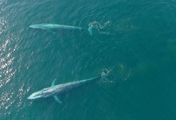 Two blue whales, both with suction-cup tags attached, glide below the surface off the coast of California. Credit: Elliott Hazen under NOAA/NMFS permit 16111