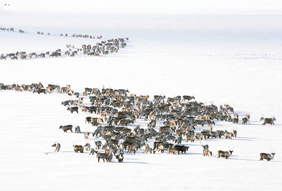 Caribou Herd