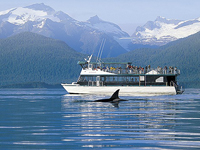 Package #8: Whale Watching and Wildlife Quest for 2