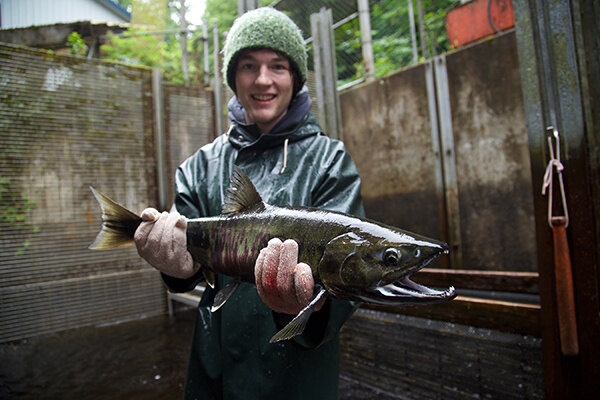 Student holding a salmon at a research weir