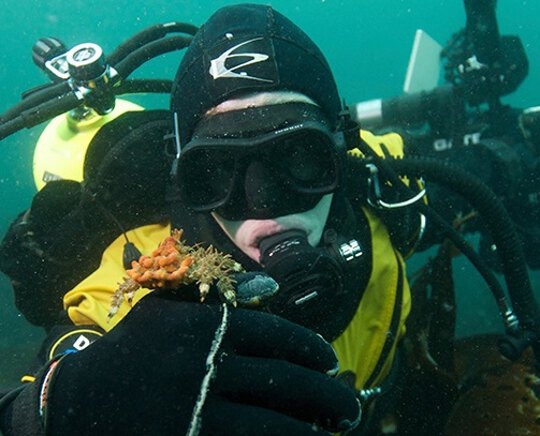 Scuba diver holding some sort of sea creature
