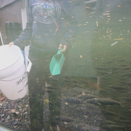 Gabi approaches a pond full of juvenile salmon with a bucket of feed