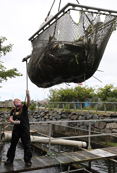 Julie hauls a net of fish on a crane at the Sitka Sound Science Center