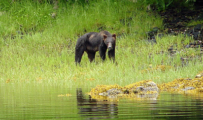 Bear on the shore of Auke Lake
