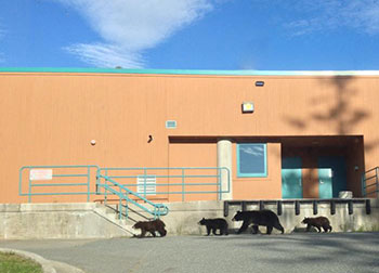 Bears traveling behind the Egan Library, UAS Juneau