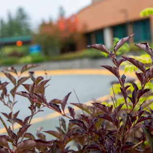 A picture of foliage with a university building in the background.