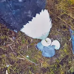 A still from the Eagle cam showing the new eagle chick.
