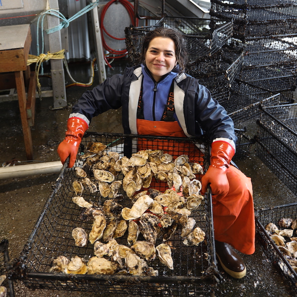 mariculture-oysters.jpg